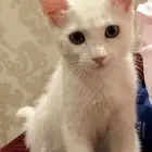 قط انثى لتبني