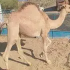 قعود