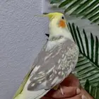 كروان أليف مع الصغير والكبير الحد 500