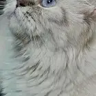 قطه للبيع أليفه