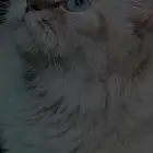 قطه شيرازي للبيع