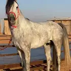 حصان شعبي