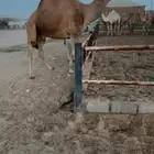 فحل كفو احمر باتلي من منقية ابن قروش