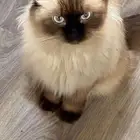 قطوه للتبني
