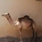 قعود