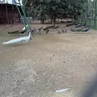 وز بلغاري وبلدي فاخر