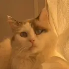 قطه شيرازيه