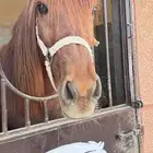 حصان شعبي