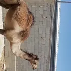 قعود