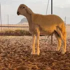 مشروع فحل حري صنف