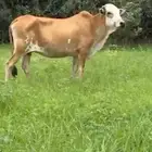 بقره تحتها حسيله