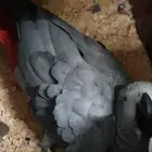 زوج كاسكو منتج