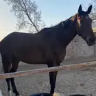 الدعبوسيه