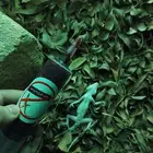 قاتل الوزغ