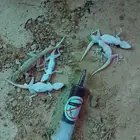 قاتل البراعص  الوزغ