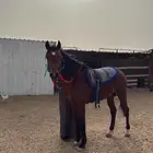 حضان شعبي