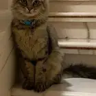 قط شيرازي امريكي