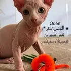 قطط فرعونية ذكر عمر شهرين