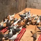 العدد 150 العمر شهر ونصف تقريبا  الحمدلله بصحة جيده