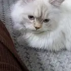 للبيع هملايا فاخر