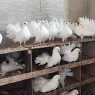 عشة رقاصي ابيض