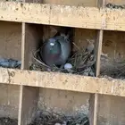للبيع فروخ حمام زاجل