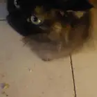 قطط للتبني