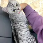 قطه ضايعه فحي الجفيجف فالطايف فشارع جبل الابره