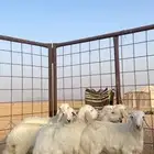 بهم تربية نظيف للبيع