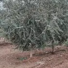 زيتون للبيع