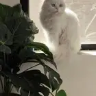 قطة للتبني