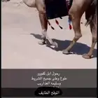 رحول صفرا للبيع