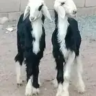 بهم نجد العدد 2 خرفان عمارهن 3 شهر ونص