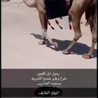 رحول ابل