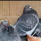 زاجل سباق أجواز وطبات ابطال الابطال Tobمن هواه أبطال المملكة