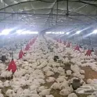 مشرف حظائر دواجن ابيض وليه خبر عاليه في هذا المجال
