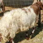 11 راس نعيم مضاريع