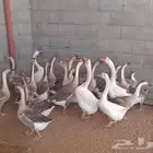 وز عراقي وبط بالتربيه