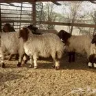 نعيمي هرفي