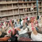 دجاج بياض