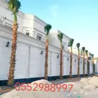 نخل 0بكل انواعه زينه وعربي