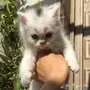 قطط شيرازي للبيع