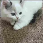 للبيع قطه كيتن
