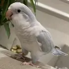 طير مفقود نوع كويكر
