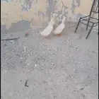 بط نظيف مافي شي