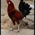 ديك بلدي علي الشرط