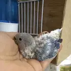 فرخ روز غر
