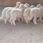 خرفان للبيع مناسبات صفر