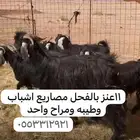 معزا مضاريع