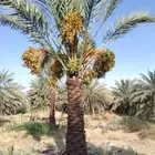 السلام عليكم ورحمه الله وبركاته طيب نخليه يستمر ونخرج زينه و